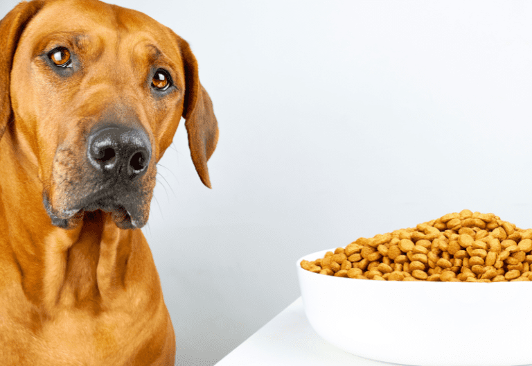 The 9 Best-Selling Dog Treats in America: A Comprehensive Guide