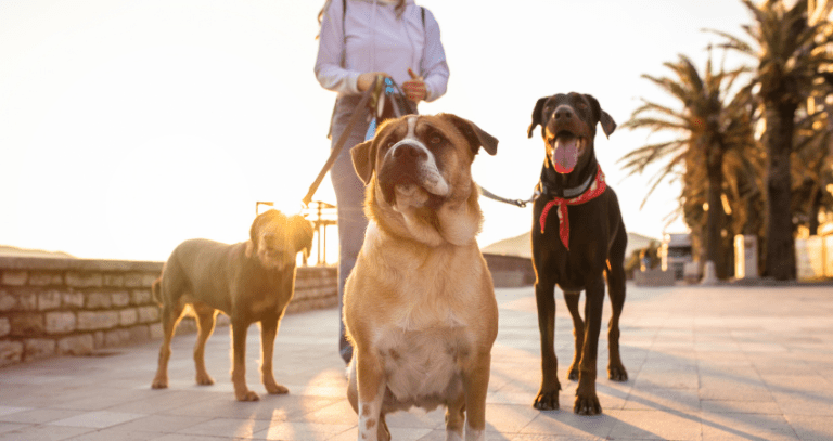 The Growing Market for Natural Dog Treats: A Wholesale Opportunity