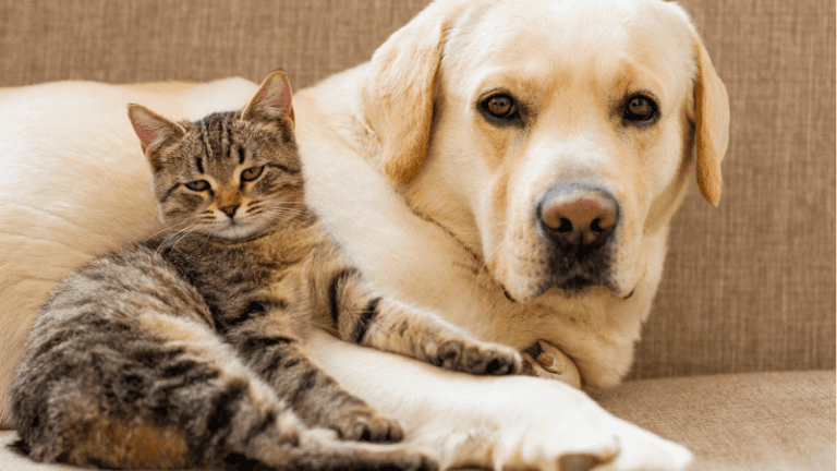 Top 10 Pet Treat Trends for 2025: What’s Driving the Market?