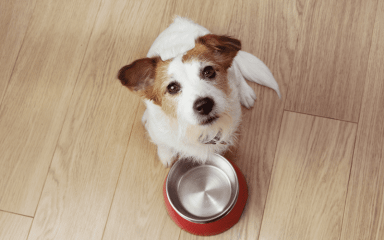 Top 10 Dog Treat Trends in the UK for 2025 Resale