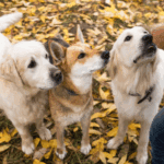 wholesale dog treats for resale