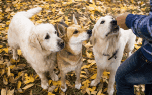 wholesale dog treats for resale