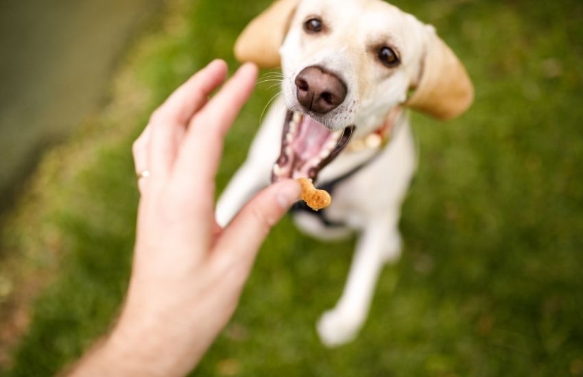 From Factory to Shelf: The Journey of Wholesale Dog Treats in the Global Market
