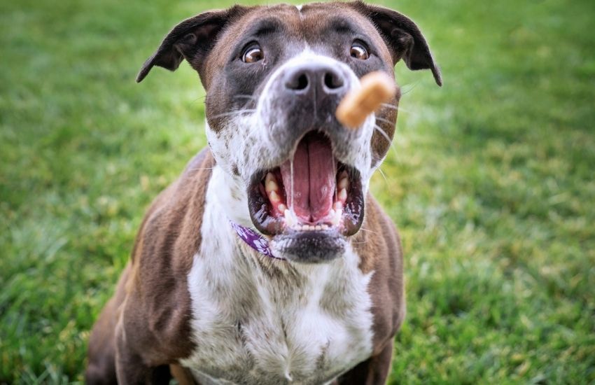 Natural Dog Treats Are the Future of Pet Nutrition