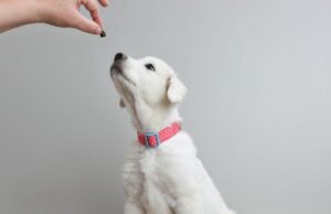 bulk chicken jerky dog treats