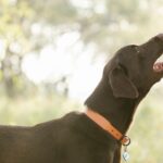 bulk soft dog treats