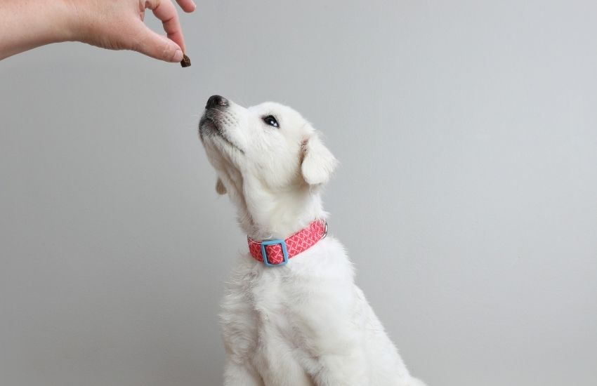 Bulk Dog Cookies: Gourmet Trends to Boost Retail Margins