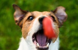 Wholesale Dog Training Treats