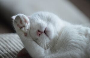 Wholesale Wet Cat Food