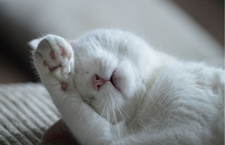 Wholesale Wet Cat Food