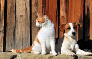 Wholesale Natural Dog Treats