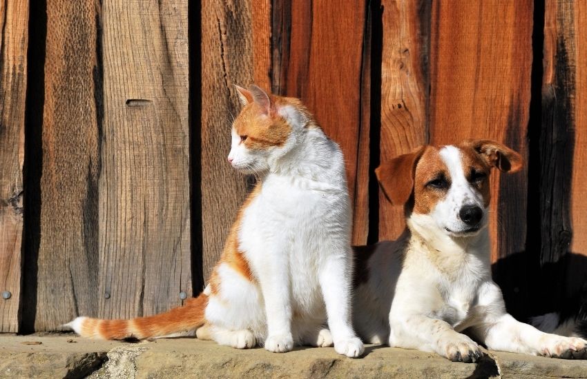 Wholesale Natural Dog Treats