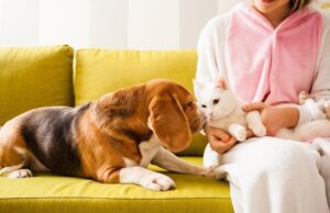 wholesale bulk dog treats