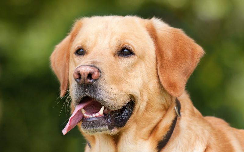 	Mrs Vivienne Blundell