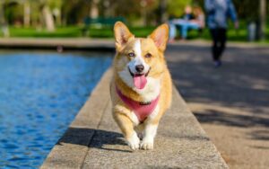 wholesale homemade dog treats