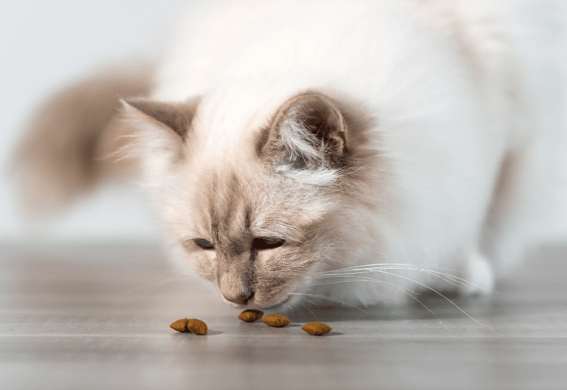 	Mrs Patricia Overman