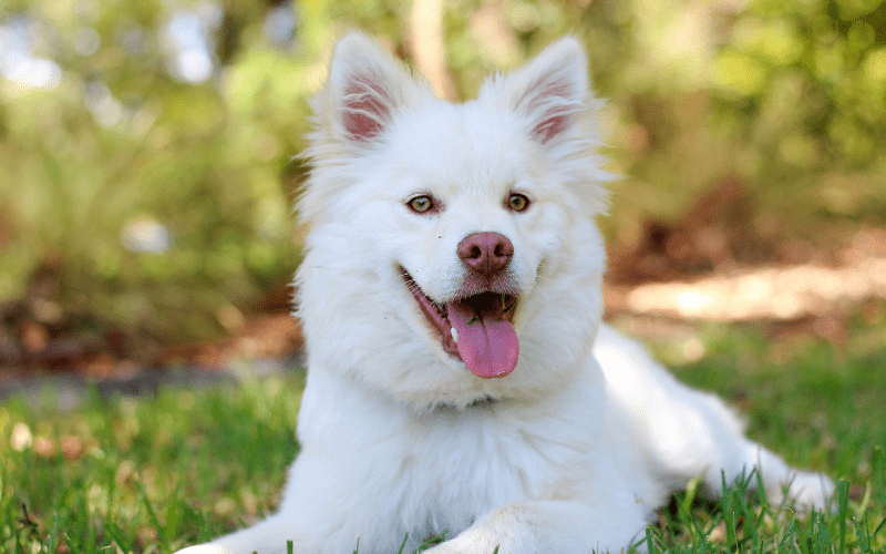 		Shageh Jayne Roberts